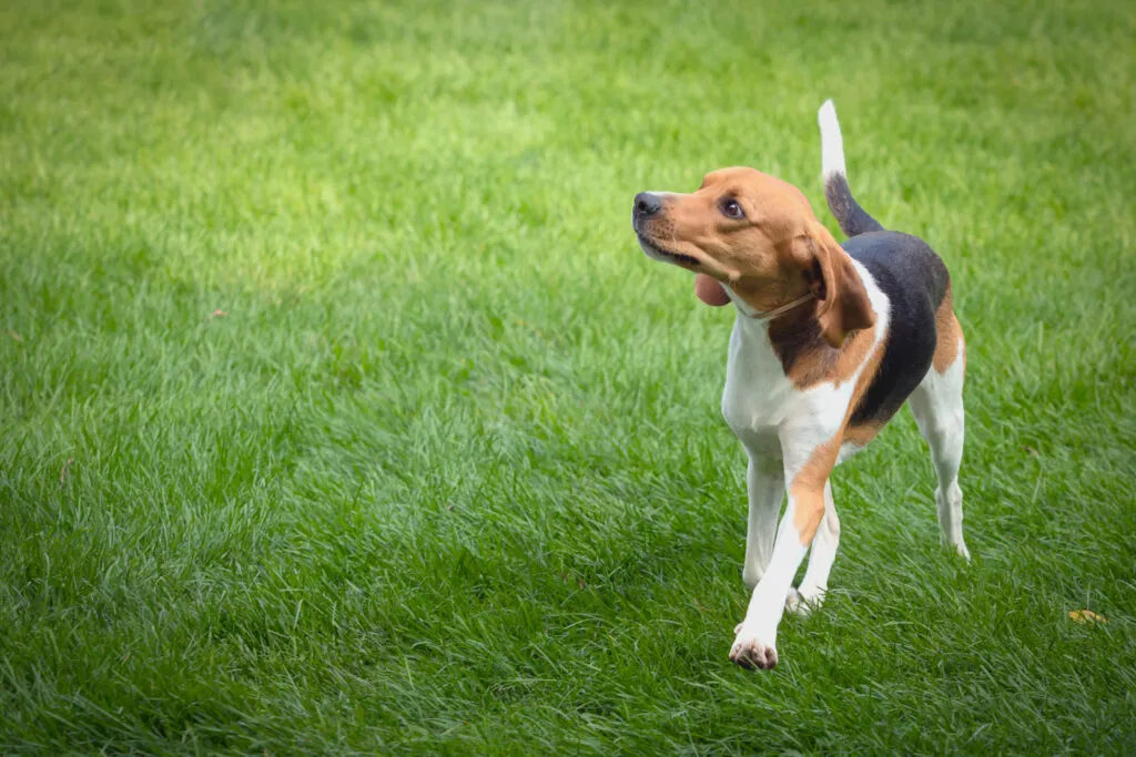 English Foxhound standing outdoors, a traditional hunting dog breed now used for drag hunting