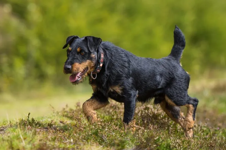 A German Hunting Terrier showing its agility and focus as a hunting companion