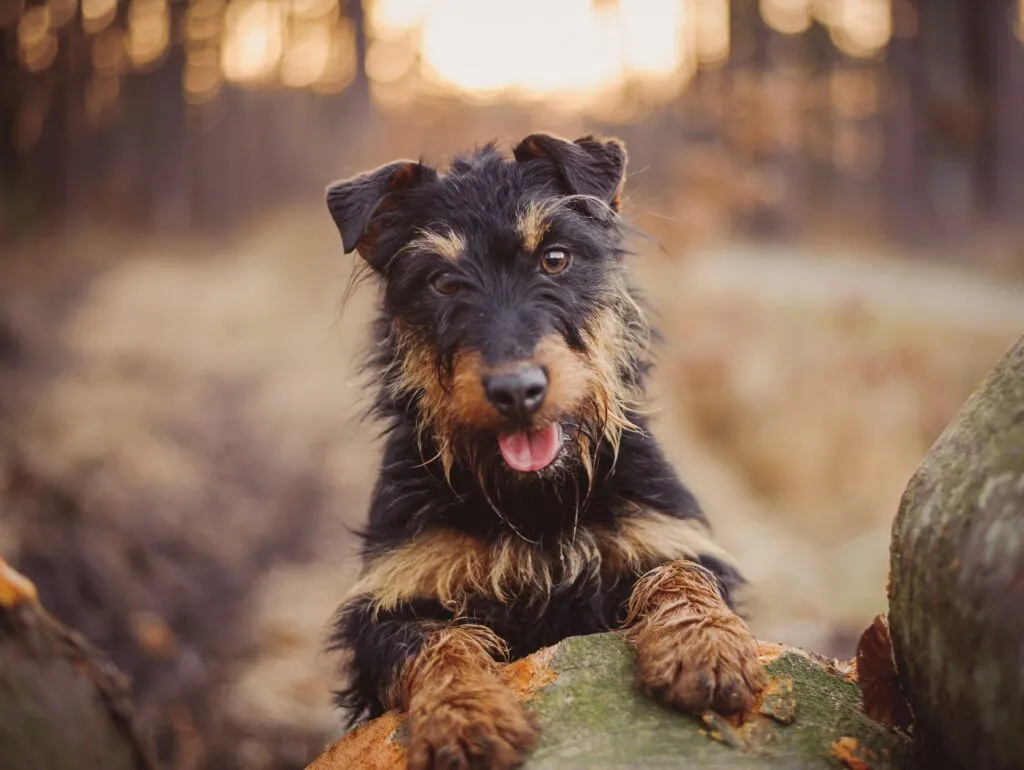 German Jagdterrier actively exploring thickets and reeds while hunting independently