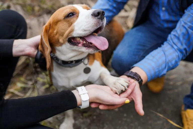 Two dog owners building trust for dogsharing.