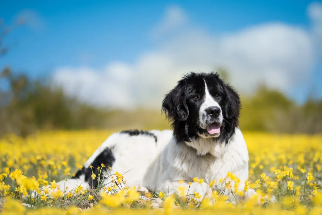Landseer dog with characteristic white muzzle. Close-up of a Landseer dog showing its white muzzle and calm expression.