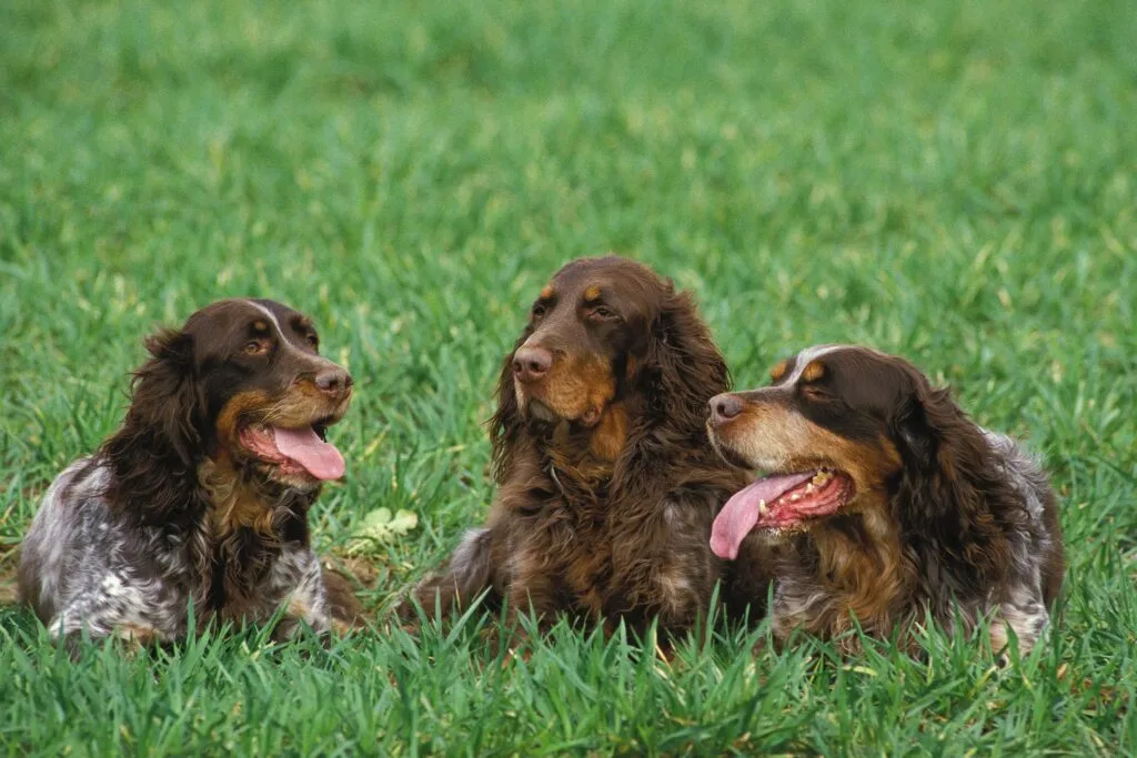 Three Epagneul Picards in nature.
