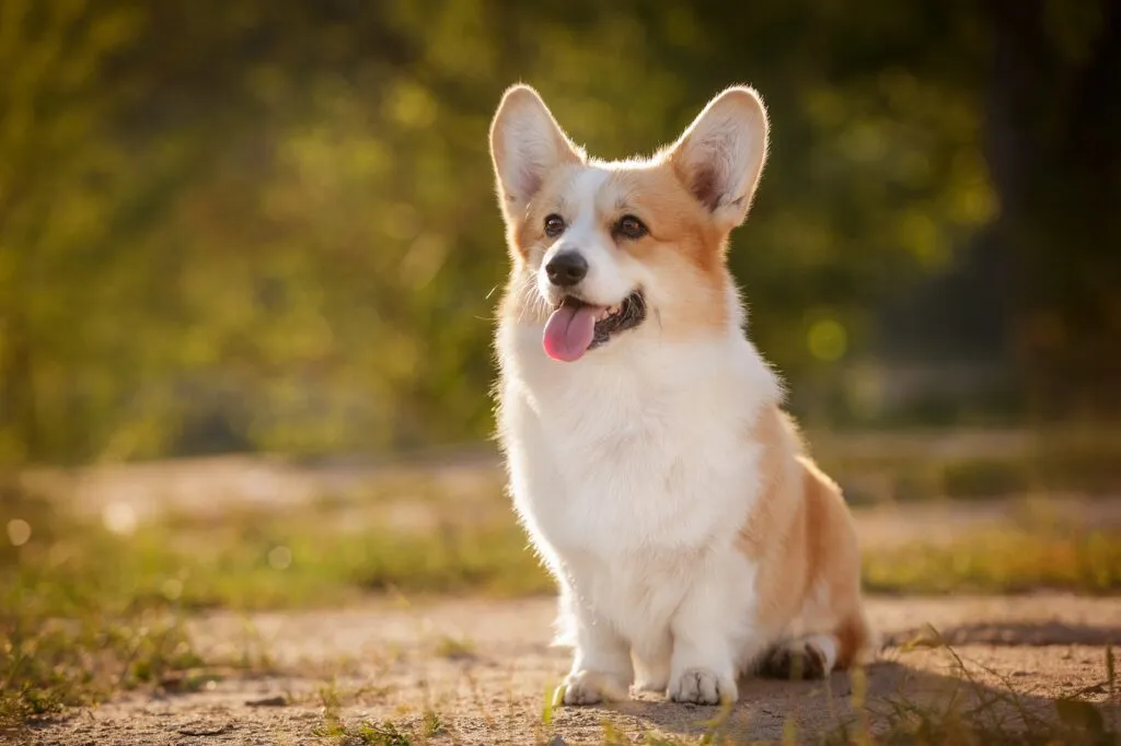 Nature of the corgi.