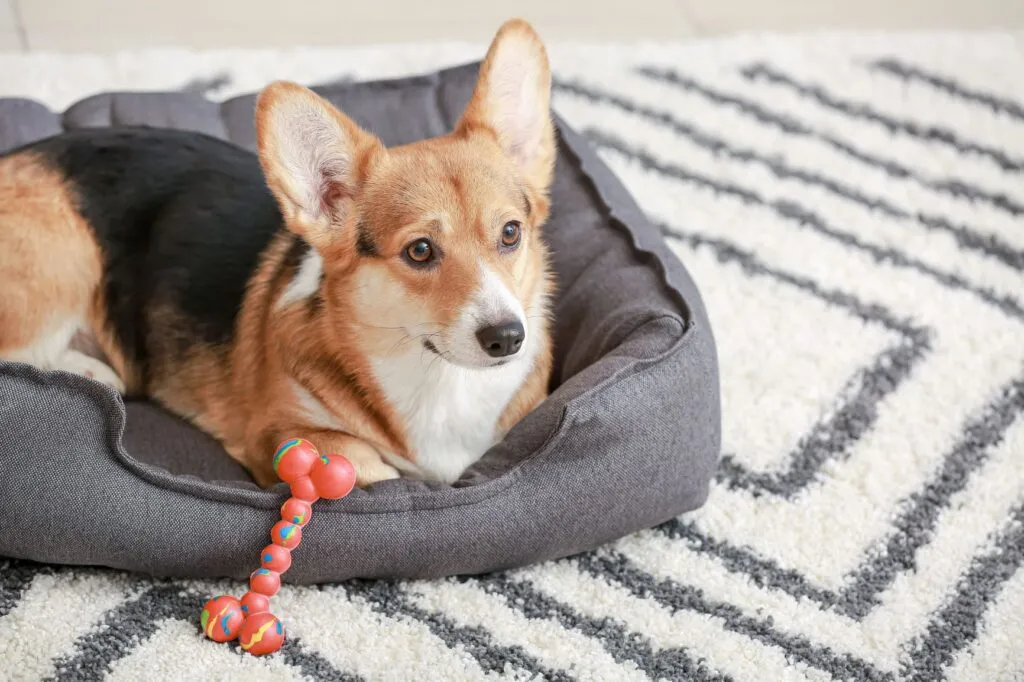 Dog with familiar basket and toys during dogsharing between two homes.