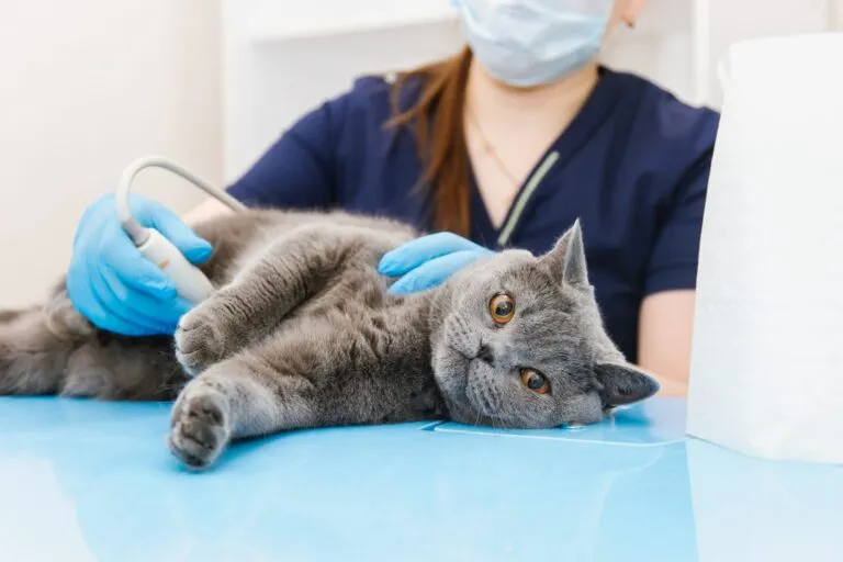 FLUTD in cats.