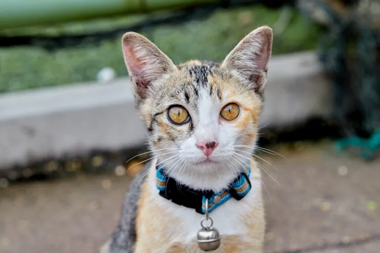 Cat wearing a collar with bell.