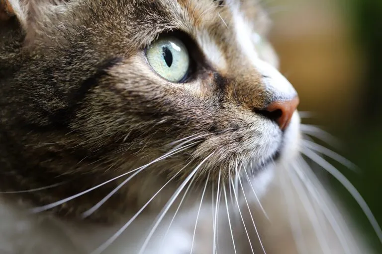 Sensitive cat whiskers