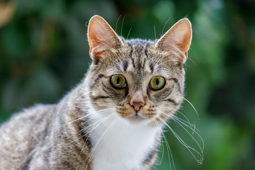Close-up of a cat’s face showing whiskers around the mouth and above the eyes.