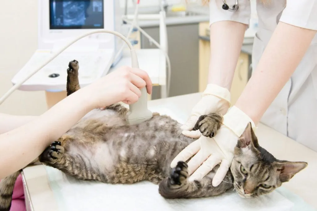 Vet confirms pregnancy of expectant cat via ultrasound.