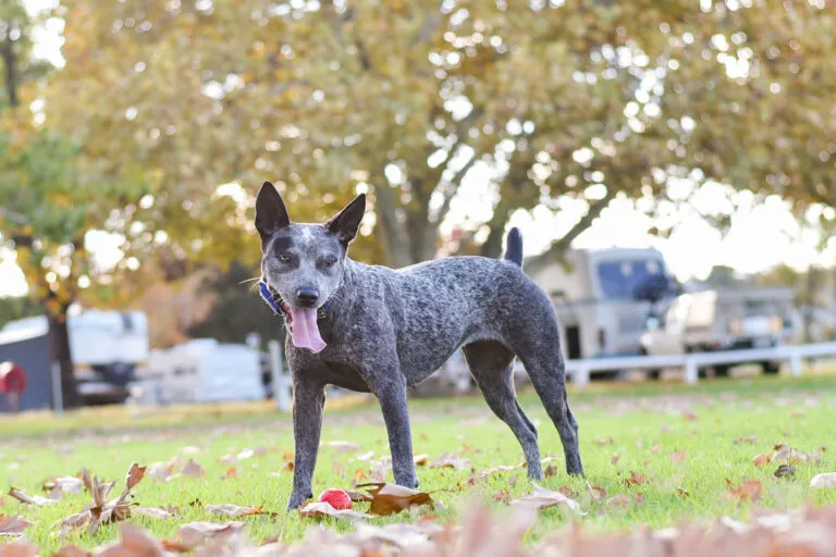Australian Cattle Dog playing in autumn leaves Australian Stumpy Tail Cattle Dog in a grassy field