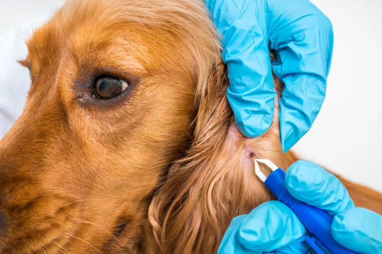 Close-up of a tick on a dog’s fur, a common carrier of Lyme disease bacteria.