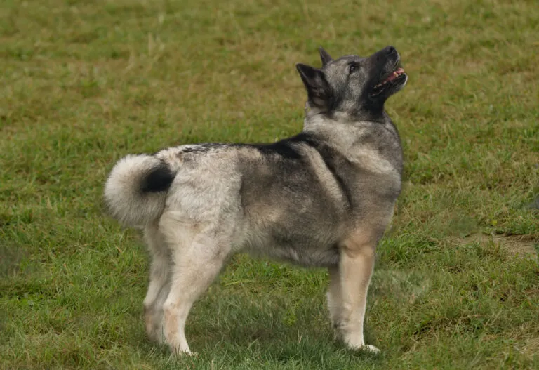 Norwegian Buhund standing outdoors, showing typical Spitz features such as a square body, pointed ears, curled tail, and wheat-coloured coat.
