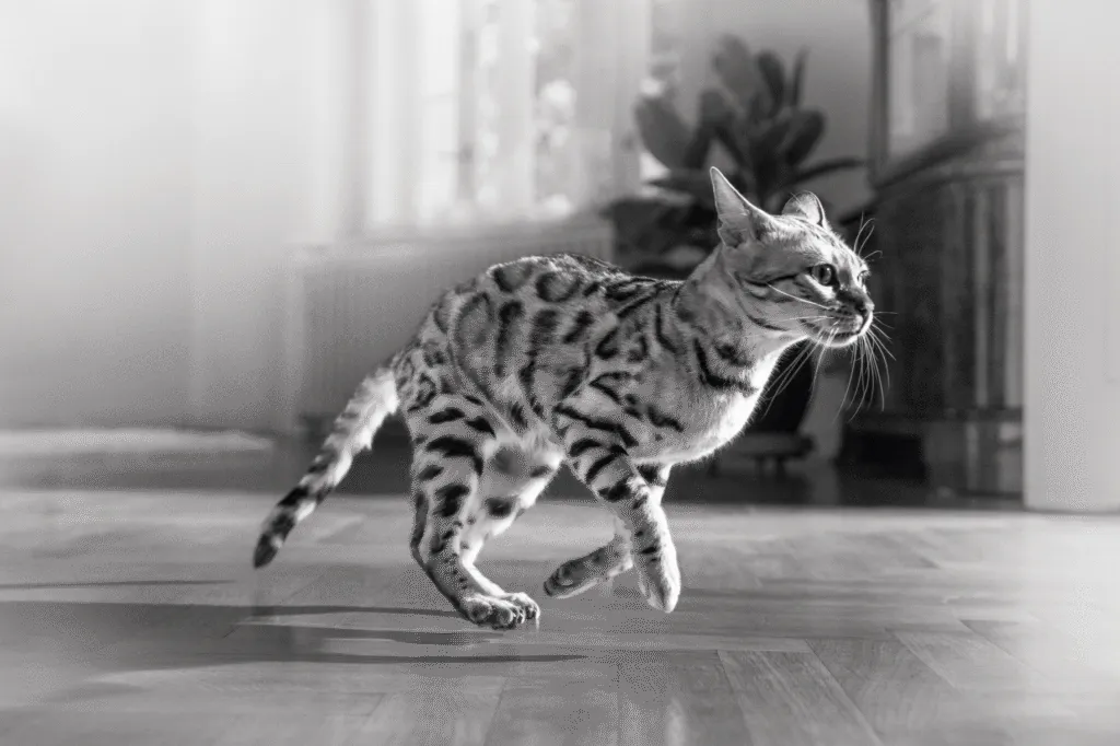 A fussy cat running excitedly around the room while waiting for its favourite treats.