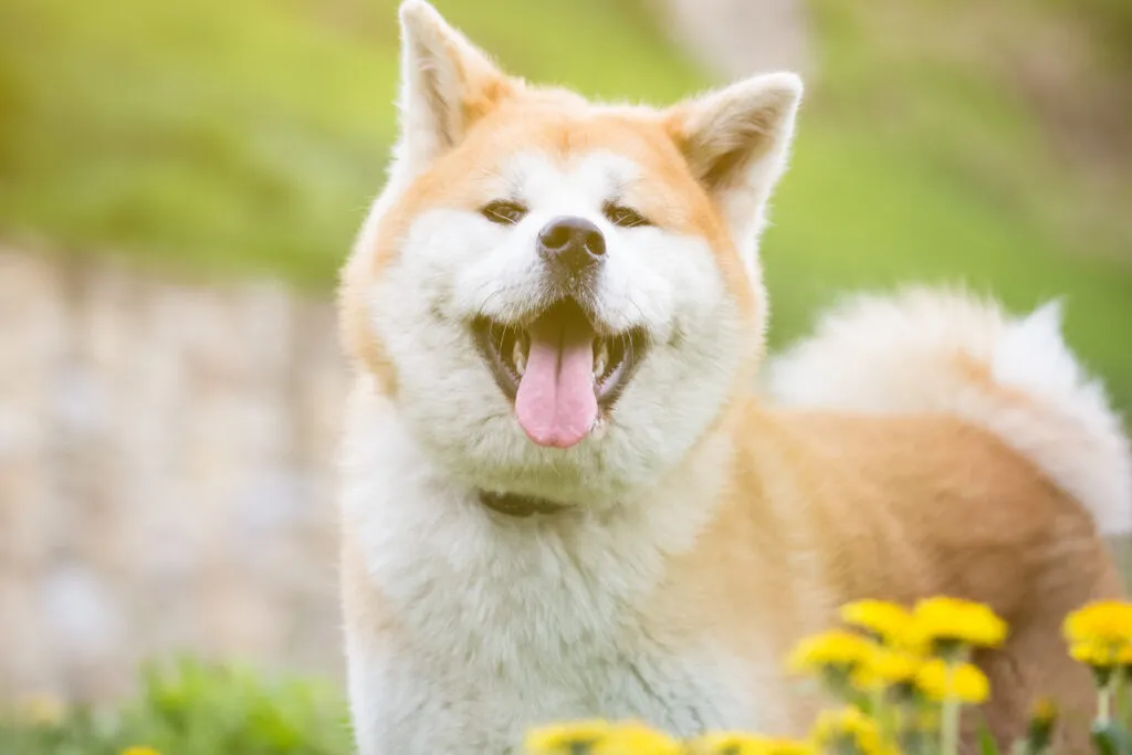 An Akita Inu standing proudly outdoors, a loyal Japanese dog breed known from the story of Hachiko and once the trusted companion of Samurai.