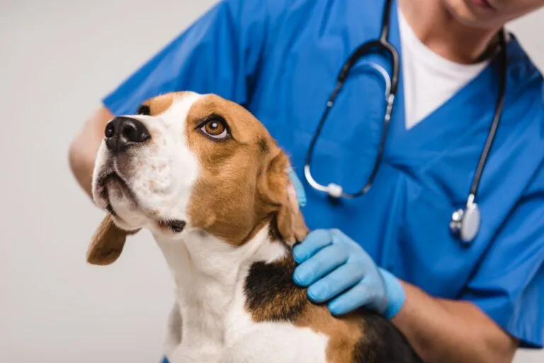 A veterinarian gently examines a dog, checking for signs of joint pain.