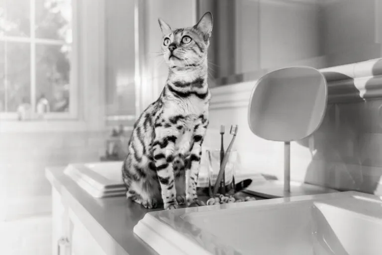 A kitten trying a variety of safe, high-quality foods to broaden its taste experience.