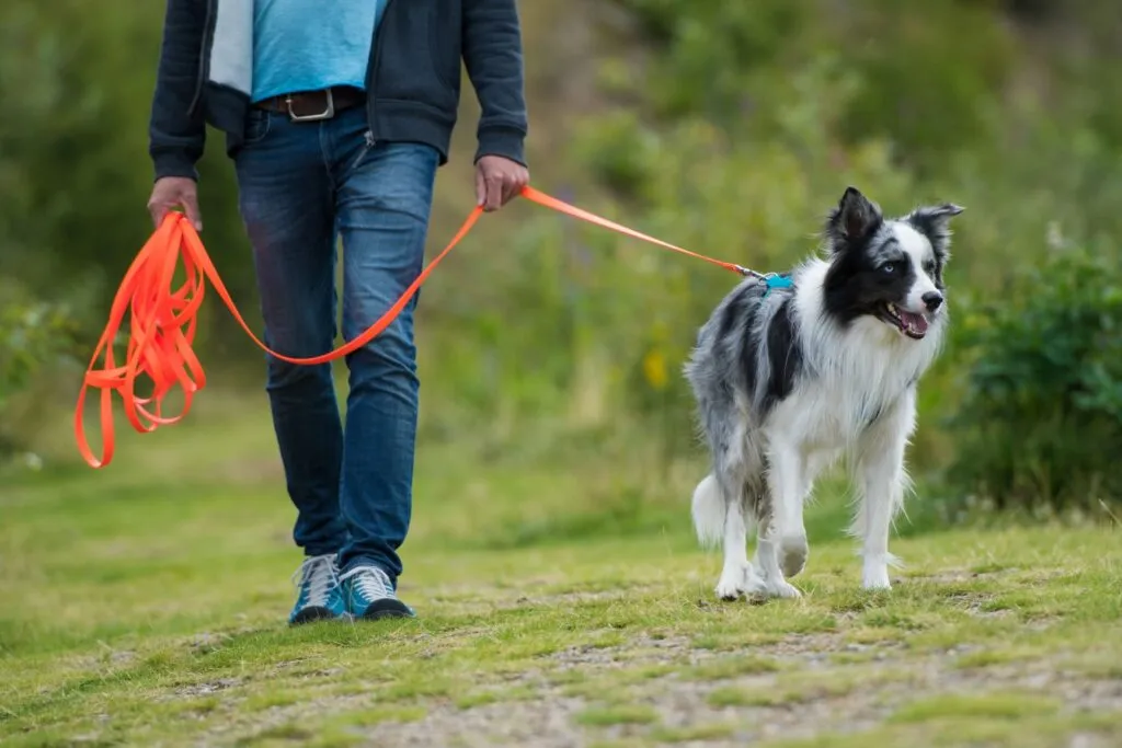 Dog walker supporting animal shelter work.