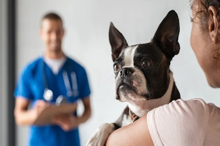 Dog being examined by a veterinarian for liver disease.