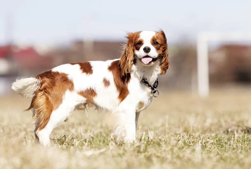 A graceful Cavalier King Charles Spaniel sitting on a lawn, a breed named after 16th-century English kings and known for its gentle nature and noble appearance.