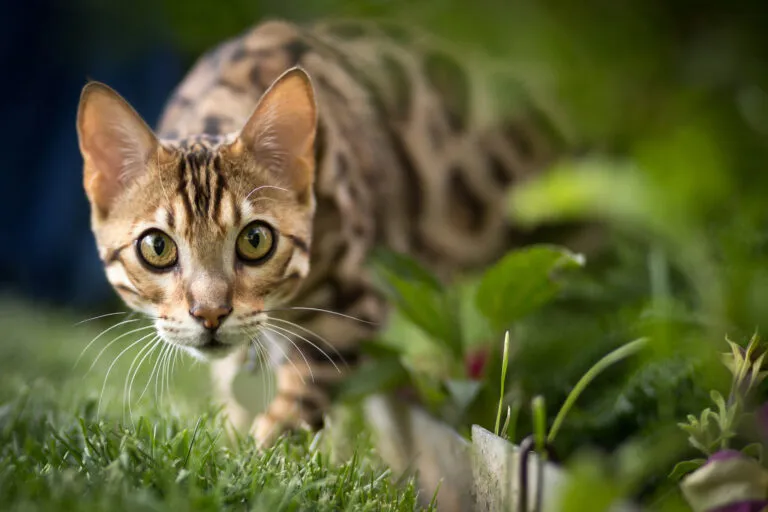Hybrid cats are popular but can be difficult to care for.