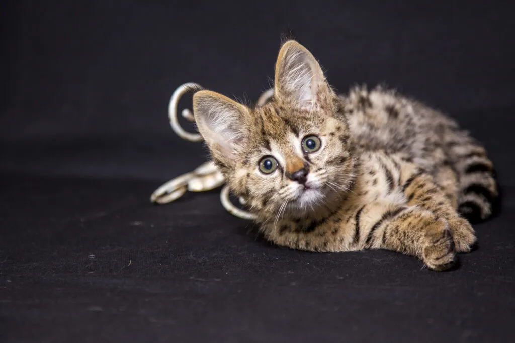 Savannah cat with a spotted coat, one of the most popular hybrid cats.