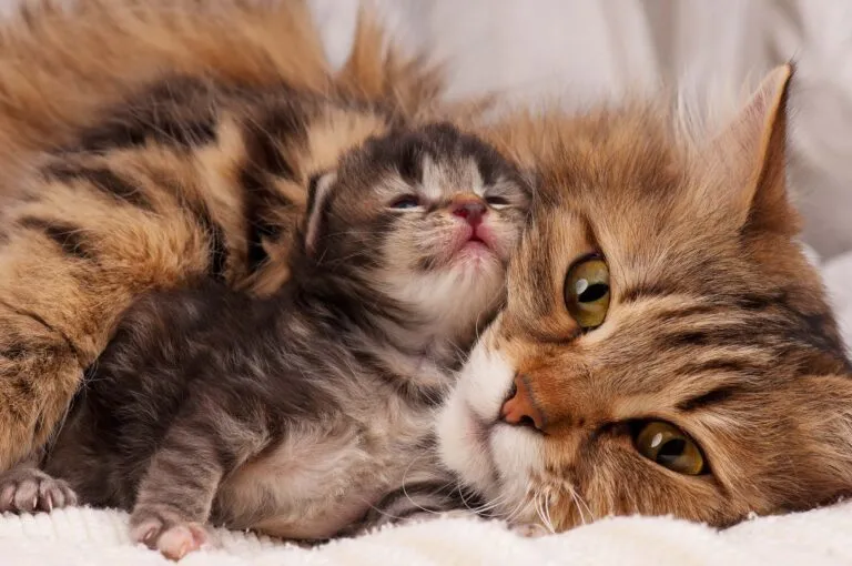 A newborn kitten snuggles close to its mother, resting peacefully after birth and enjoying warmth and comfort.