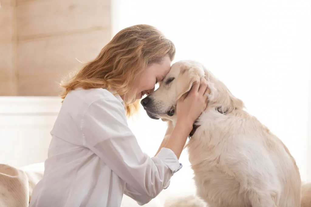 Dog showing nonspecific symptoms that may indicate liver disease.