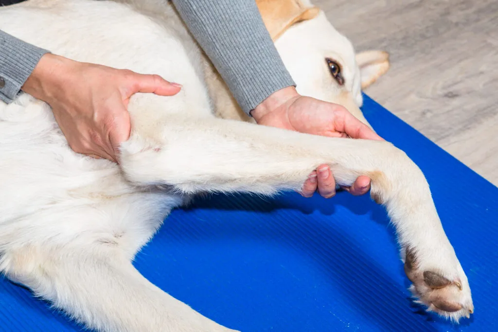 Person gently feeling and moving a dog’s leg to identify the painful joint.
