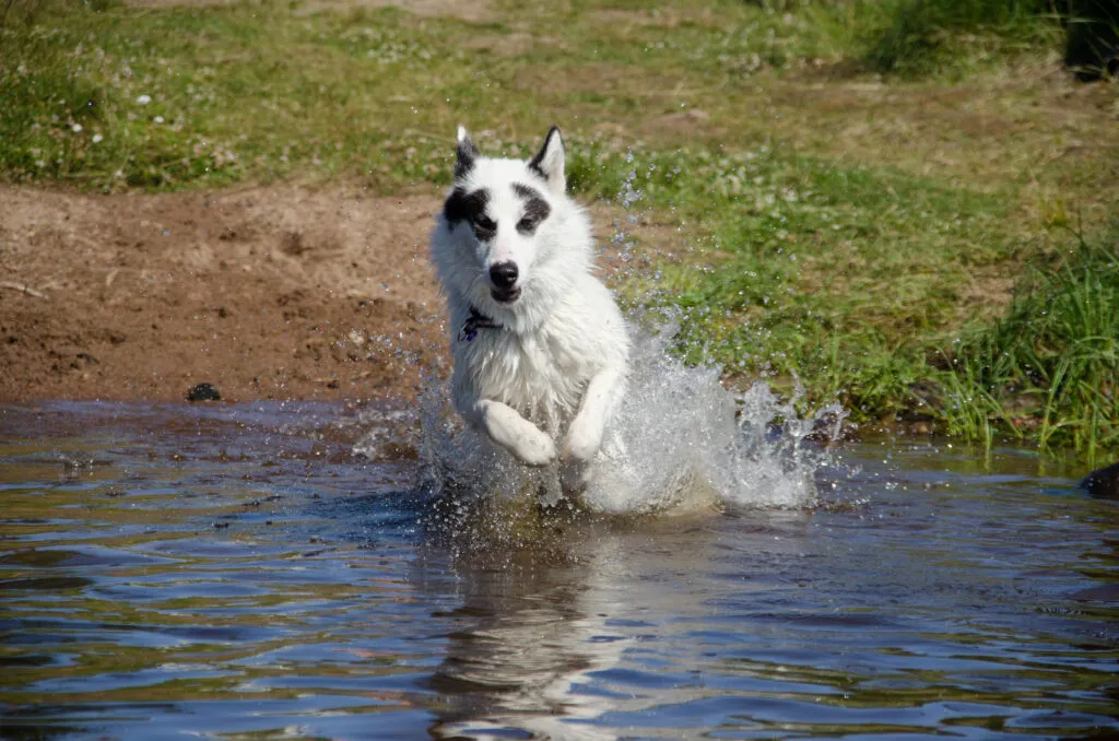 A strong and energetic Canadian Eskimo Dog in the river