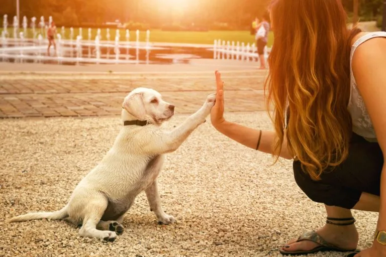 Helping dogs in distress through simple actions.