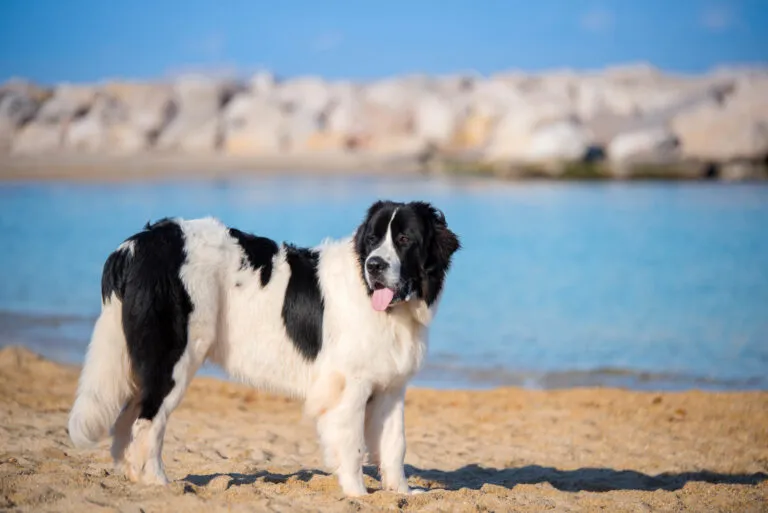 Landseer dog with black and white coat. Landseer dog with a black and white coat standing outdoors.