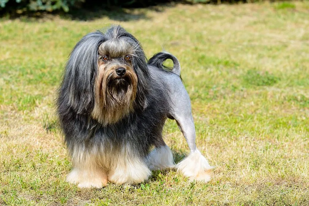 A Löwchen dog with its characteristic lion-like haircut