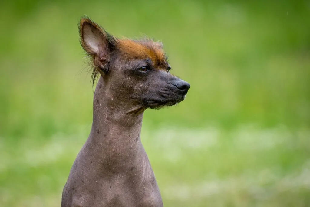 A Peruvian Hairless Dog standing proudly outdoors, showing its smooth skin and elegant posture