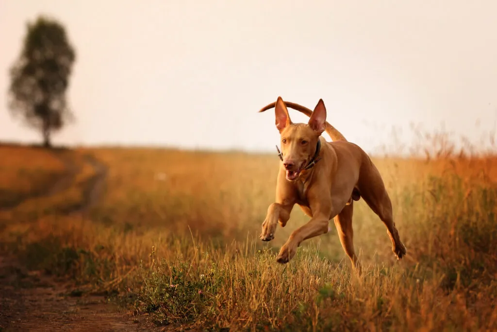An elegant Pharaoh Hound standing alert, its appearance resembling the Egyptian god Anubis