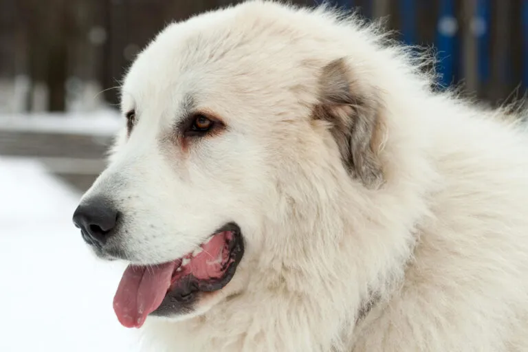 A powerful Pyrenean Mastiff displaying loyalty, intelligence, and calm confidence