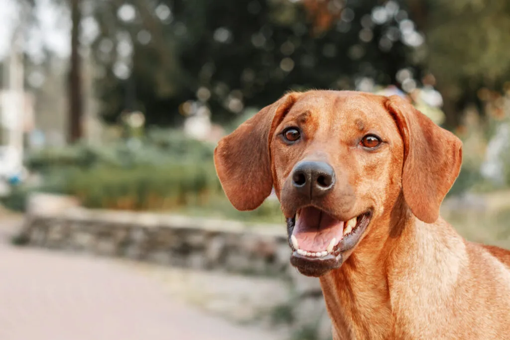 A majestic Rhodesian Ridgeback standing confidently outdoors, displaying its muscular build and distinctive ridge of hair along its back