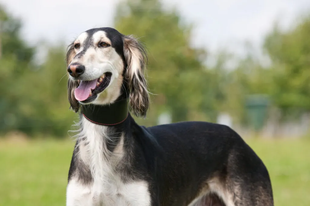 A graceful Saluki standing proudly outdoors, showcasing its slender body and flowing coat.