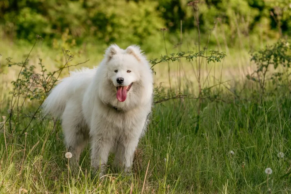 A Samoyed dog with a fluffy white coat.