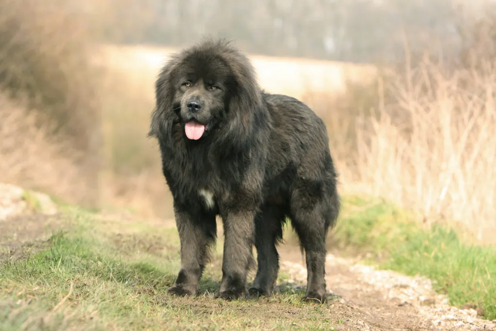 A powerful Tibetan Mastiff standing on a mountain path in the Himalayas, a traditional herd protection dog whose special monastery guard lines can command particularly high prices.