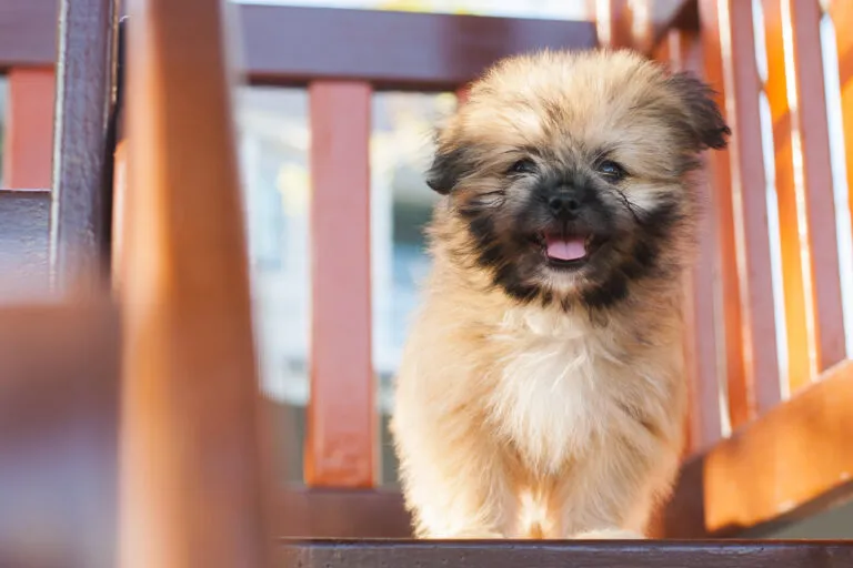 A small Shiranian puppy, highlighting its suitability as a starter dog but requiring careful grooming and health attention