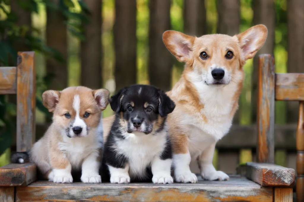 Hard-to-find Welsh Corgi Pembroke.
