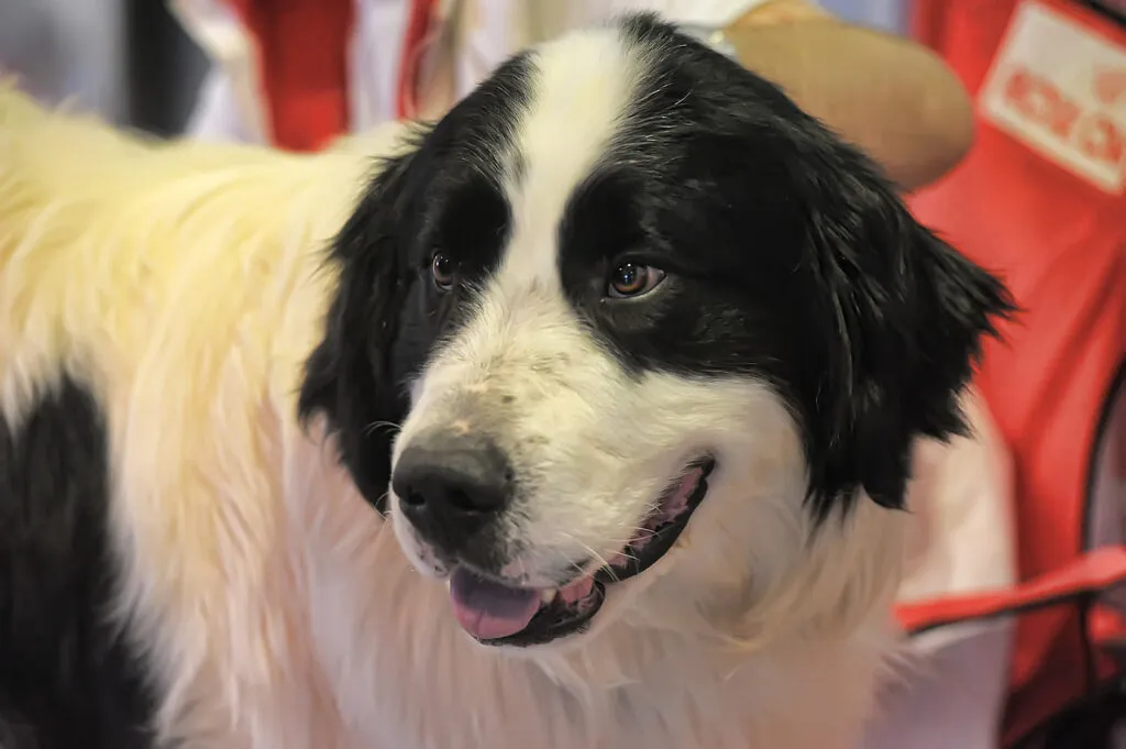 Large Pyrenean Mastiff alert and calm, suitable for guarding and family life