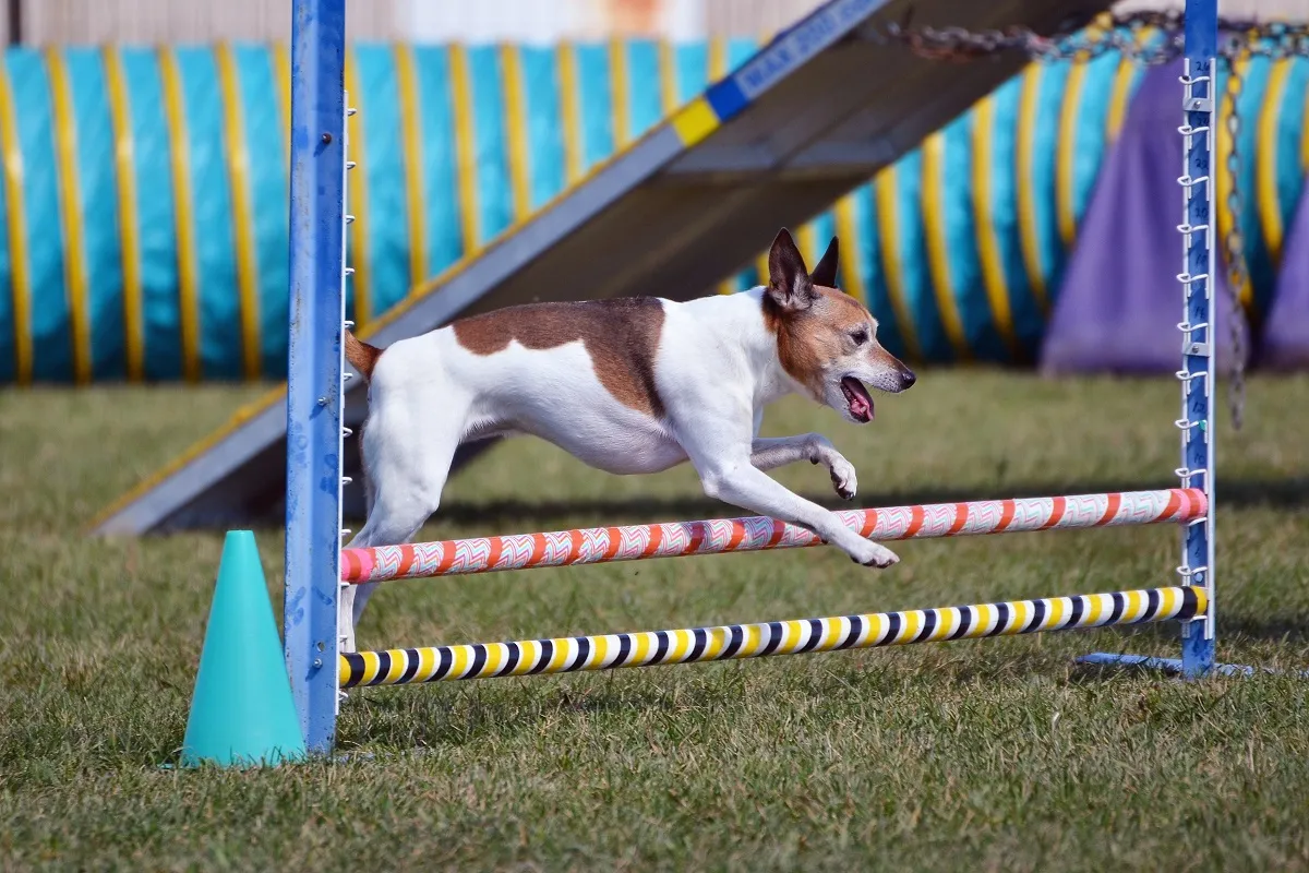 A Rat Terrier running through an agility course, demonstrating the breed’s agility, intelligence, and eagerness to work.