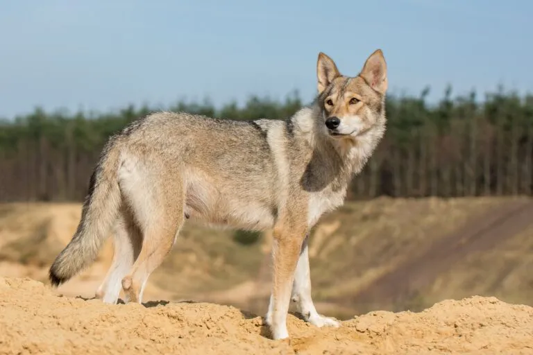 Tamaskan dog – wolf-like yet loyal family and working companion A Tamaskan dog standing alert in nature, resembling a wolf but known for its loyalty as a family and working dog.