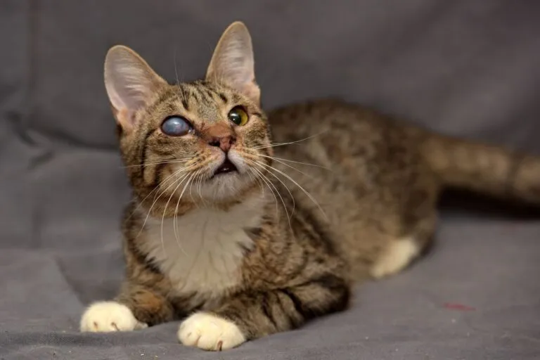 Blind cat with vision loss in the right eye