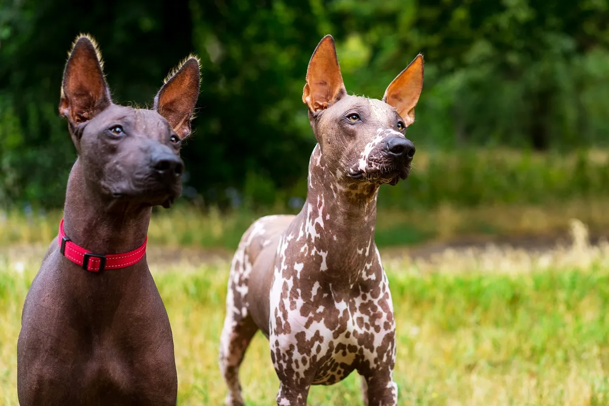 Mexican Hairless Dogs standing outdoors, showing their smooth skin in a variety of natural colours