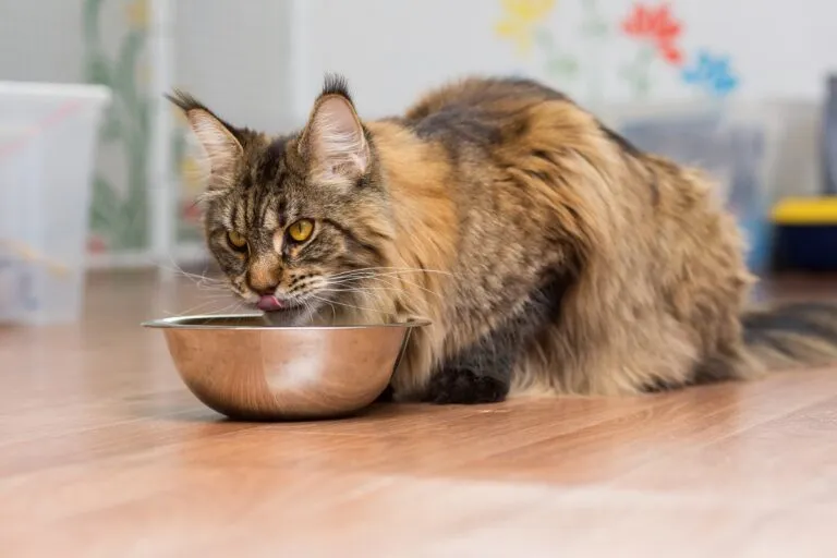Adjusting a Maine Coon’s diet to match its life stage and nutritional needs.