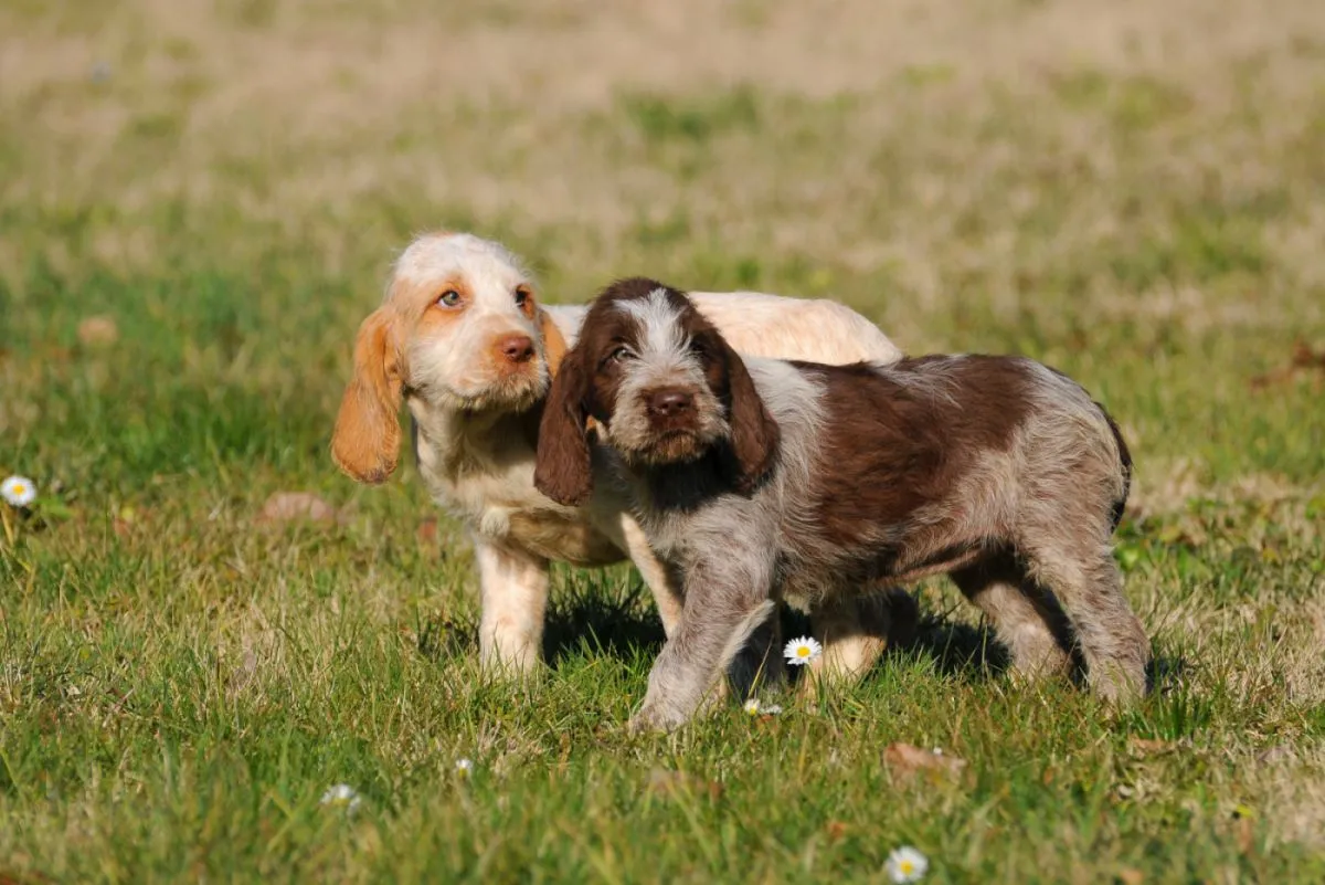 A Spinone Italiano puppy sitting on grass, representing the breed’s rarity outside Italy and its gentle, affectionate nature.