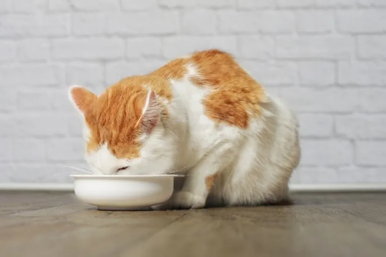 Essential Taurine for Cats