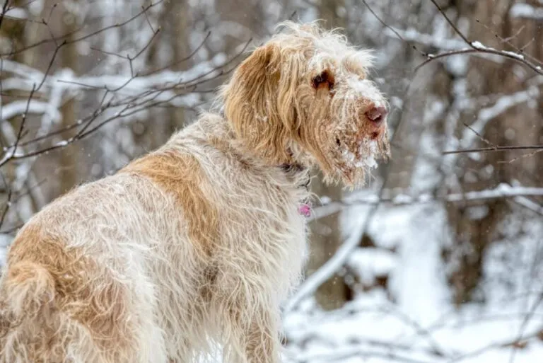 The Spinone Italiano is an ancient and rare Italian hunting breed with a sturdy build and gentle expression.